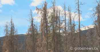 Concerns raised over new forest management agreement in Alberta - Globalnews.ca
