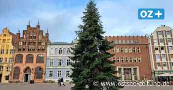 Stralsund: Weihnachtsbaum steht – Zwölf-Meter Tanne kommt Wendorf - Ostsee Zeitung