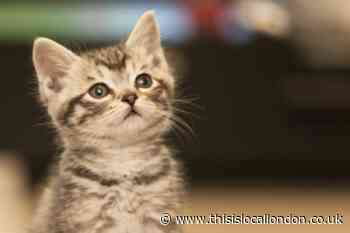 Cat owners face £500 fine under new UK law on microchipping pets