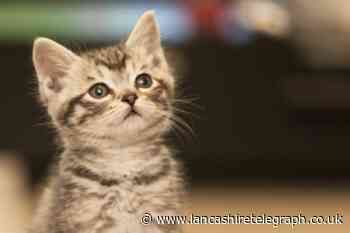 Cat owners could face £500 fine under new UK law on microchipping pets