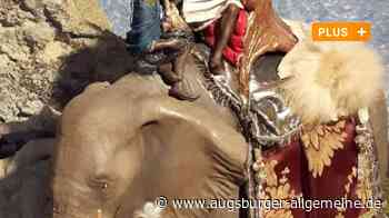 Besondere Krippenfiguren im Advent: Ein Elefant für den König