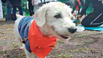 Este domingo, Feria de la Adopción Canina y Felina en Morelia - MiMorelia.com