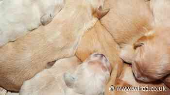 Is There a Genetic Link to Being an Extremely Good Boy?