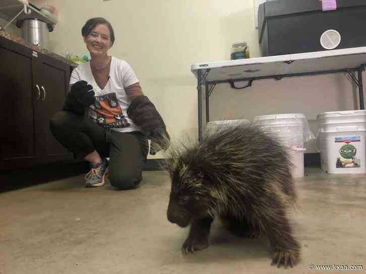 Porcupines, or 'cuddly cactuses,' popping up more in Central Texas