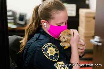 PHOTOS: Tiny kitten trapped on support beam under Highway 90 overpass rescued - KPRC Click2Houston