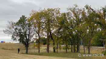 City of Saskatoon considers replacing special handling fee for elm wood at landfill