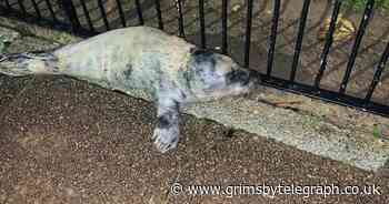 Seal pup dices with death in Cleethorpes after crossing busy road - Grimsby Live