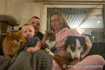 Al 1.300 euro ingezameld voor operatie kater Momo “maar we hebben nog dubbel zoveel geld nodig”