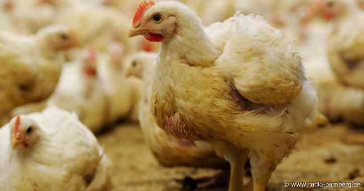 Strenge Maßnahmen wegen Geflügelpest in Bayern