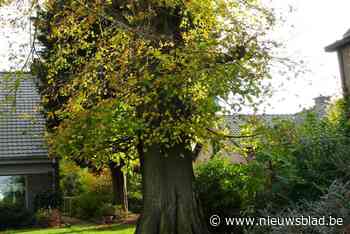 Protest tegen kap van oude lindeboom: “Enige verwijzing naar Munte van 19de eeuw”