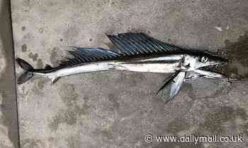 Cannibalistic lancetfish washes ashore on a San Diego beach