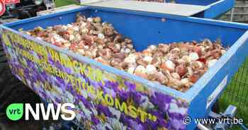 Nijlen plant 78.000 nieuwe bloembollen: "We willen de straten in onze gemeente opfleuren" - VRT NWS