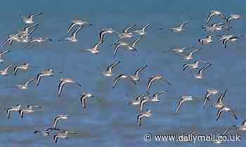Migratory birds have evolved to have lighter-coloured feathers to keep them cool