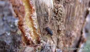 Up to $1M approved by Saskatchewan government to battle mountain pine beetle threat