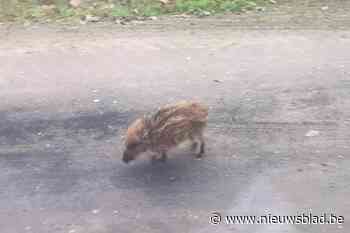 Video: eenzaam everzwijntje op wandel door Termolen