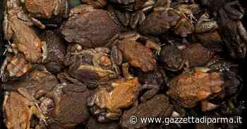 Taiwan alle prese con una invasione di rospi giganti - Gazzetta di Parma