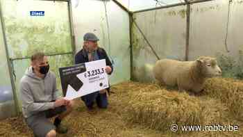 Vlaams-Brabant schenkt €100.000 aan overvolle dierenasielen: "Wachtlijst van 80 varkens" - ROB-tv