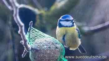 "Stunde der Wintervögel": Menschen sollen Vögel zählen - Süddeutsche Zeitung