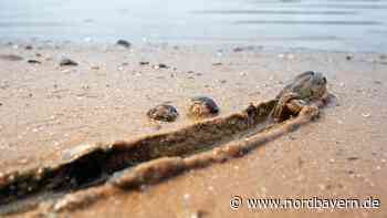 Ungebetener Gast: Wie sich Dreikantmuscheln in Franken ausbreiten - Nordbayern.de