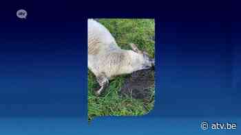 Vier schapen doodgebeten in Essen - ATV