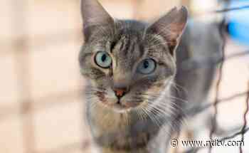 Risk Of New Variants Arising When Animals Catch Coronavirus From Humans - NDTV