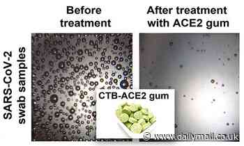 Gum laced with a plant-grown protein is found to reduce COVID-19 transmission by 95%