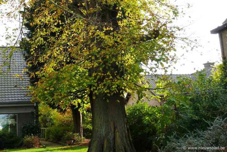 Protest tegen kap van oude lindeboom schiet in verkeerde keelgat: “Pure sensatie”