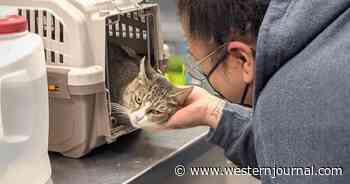 'Priceless' Reunion After Owner Gets Call About Cat Who Had Been Missing for Six Years