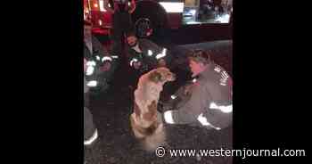 After Stray Dog Saves Family from Fire, Owners Recognize Him from Viral Post
