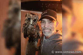 Driftwood owl sculptures now hidden along Colwood trail – Victoria News - Victoria News