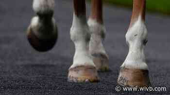 Five-year-old Cheektowaga boy injured on horse and carriage ride