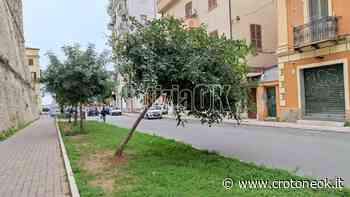 Crotone, alberi pericolanti lungo via Tellini - CrotoneOK.it