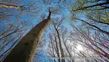 Steinen - „Der Wald hat sich nicht erholt“ - www.verlagshaus-jaumann.de