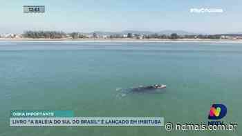 Livro “A Baleia do Sul do Brasil” é lançado em Imbituba - ND