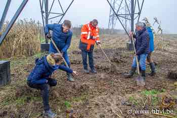 SOS leeuwerik in Bilzen: struiken op 200 lapjes grond om akkervogels te redden - Het Belang van Limburg