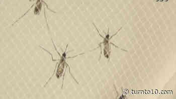 Rhode Island reports 2 people diagnosed with illnesses spread by mosquitoes - WJAR