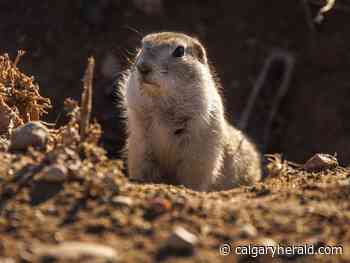 On the Road: Gophers - Calgary Herald