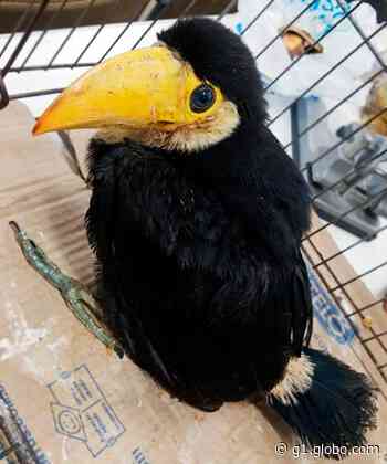 Filhote de tucano é resgatado na Praça Central de Capivari - G1