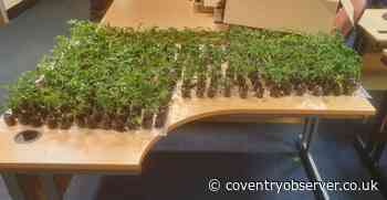 Driver caught in Coventry with 375 cannabis plant saplings in a car boot is jailed for eight months - Coventry Observer