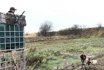 Konijnen overspoelen Riemst: gemeente laat jager overlast be... (Riemst) - Het Belang van Limburg