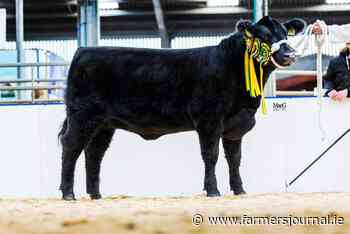 Angus Fever sale hits 29,000gns 06 December 2021 Free - Irish Farmers Journal