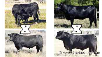 Barnett Angus offers first sexed pregnancies - The Land Newspaper