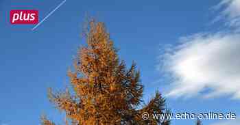 Bischofsheim hat eine Baumschutzsatzung - Echo Online