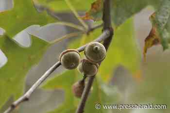 Maine Gardener: To best support native wildlife, grow these five keystone tree species in your yard - pressherald.com