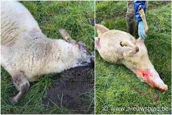 Essen in de ban van mogelijke wolf: vier schapen doodgebeten