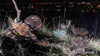 Avvistato a Montemurlo uno sciacallo dorato - Il Tirreno Prato - Il Tirreno