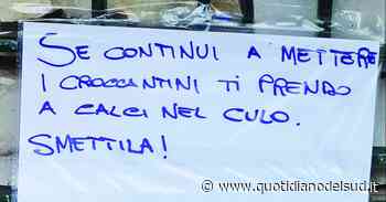 Trani, la "signora dei gatti" nel mirino. Minacce e un gattino morto - Quotidiano del Sud