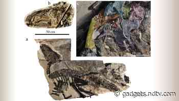 Fossils of Herd of 11 Dinosaurs Found in Italy
