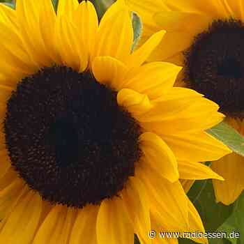 Essen: Grüne Basis wirkt zufrieden - Radio Essen