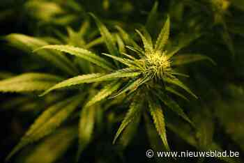 Nederlandse vrienden riskeren 24 maanden cel voor cannabisplantage in Bilzen